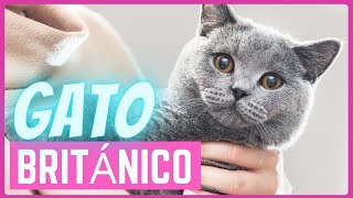 Gato British Shorthair | Gato británico de pelo corto | Personalidad y requisitos