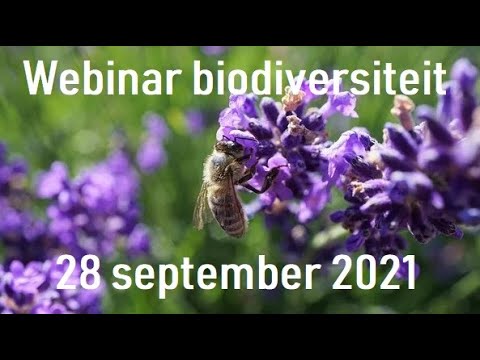 Video: Gewone wilde eend: beskrywing, spesie, habitat, voeding, gemiddelde gewig, voortplanting, lewensperiode