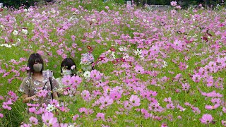 コスモスが見ごろ　大阪・豊能