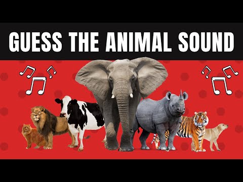 Guess the Animal