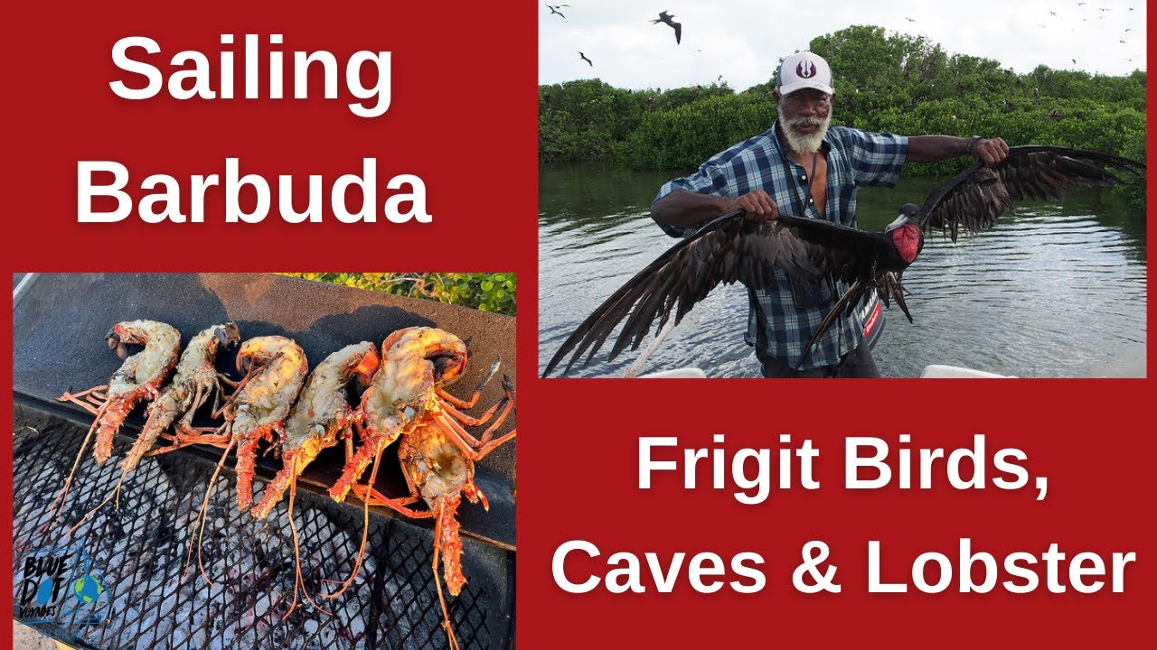Discover Secrets of #Barbuda #Sailing – Frigates, TwoFootCaves & Lobster Beach Party
