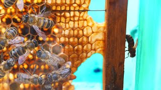 We Made a Real TRANSPARENT BEE HIVE