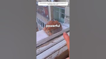 Hoe kan deze vogel de zwaartekracht trotseren?🤯 #fysica #natuur