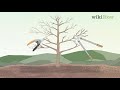 How to Prune Apple Trees