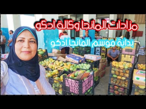 مزادات المانجا وكالة ادكو اسعار المانجا جملة لاي حد