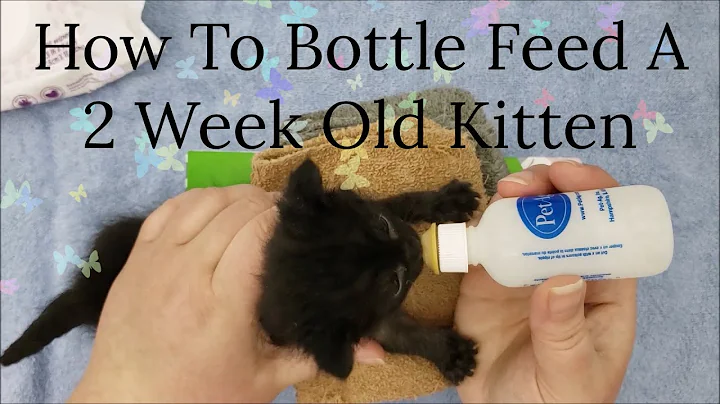 How To Bottle Feed A 2 Week Old Kitten - Tiny Kitten - Cute Kitten