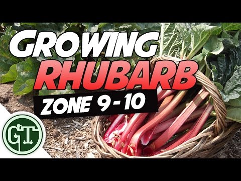 Video: Rabarberu audzēšana siltā klimatā: kā rūpēties par rabarberiem siltos reģionos