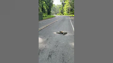 What A Sloth Crossing A Road Looks Like 