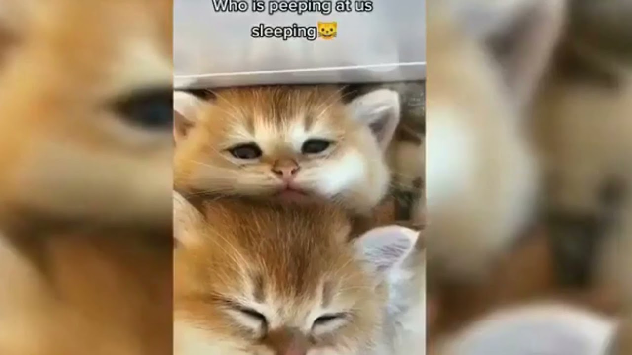 Eu acho que vi uns gatinhos divertindo o nosso dia! cute cats YouTube Eu acho que vi uns gatinhos divertindo o nosso dia! cute cats YouTube
