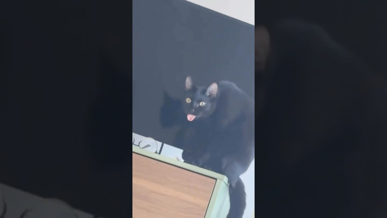 Cat Parkour & Hooligan Cats | The Black Cat Takeover