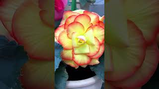 Exquisite Showcase Of Begonia Flowers | #Beautiful #Flowers #Begonia #Shots