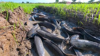 amazing fishing! catch a lot of fish on waterway in field catch by hand a fisherman skills