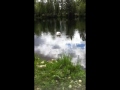 Swans in Alaska