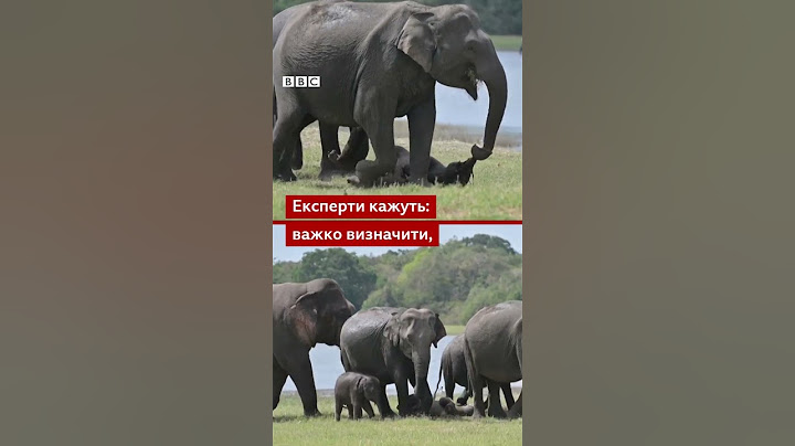 Слониха-матір втратила своє новонароджене дитинча, але не може з ним розлучитися #shorts