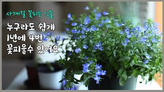 1년에 4번 꽃피우는 마법을 경험해 보세요! 나의 비법공개