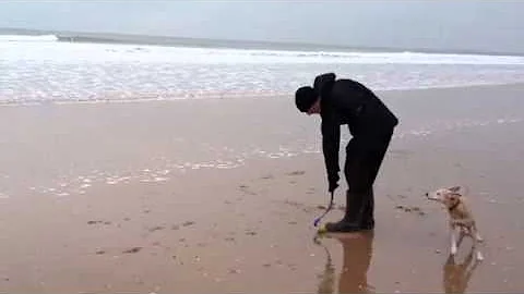 Bella the whippet running in the surf on rhosilli beach, Sw