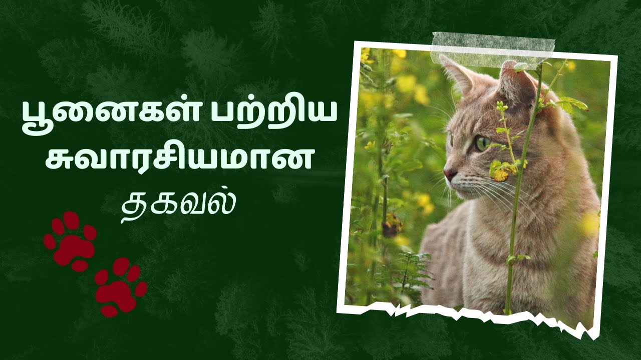 பூனைகள் பற்றிய சுவாரசியமான தகவல் cat History முயற்சி செய் bro 