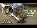The Truth About Piranha: Do They Really EAT Humans? | River Monsters