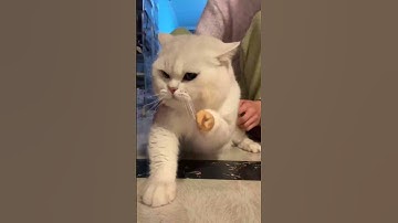 Thú cưng làm những trò siêu hài hước khiến bạn cười không ngừng! 🐾😂 #FunnyPets #Shorts #shortvideo
