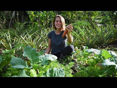 Vídeo: O Que Plantar Ao Lado Das Cenouras?