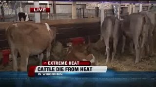 Cattle die in Wisconsin from extreme heat