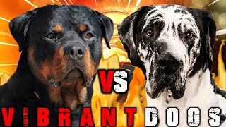 Rottweiler vs Great Dane | Great Dane vs Rottweiler | Powerful Guard Dog? | Billa Boyka | by BILLA BOYKA 13,729 views 2 years ago 4 minutes, 5 seconds