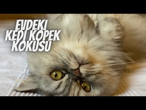 Video: Evcil Hayvan Kokusundan Kurtulmak İçin İpuçları