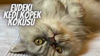 Evde kedi ve köpek kokusuna son! Kötü kokulardan kolayca kurtulma yöntemleri