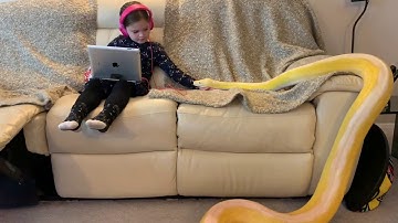 16ft Reticulated Python confirms couch privileges are the best