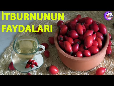 Video: Sulu itburnu sağlamlığın göstəricisidir