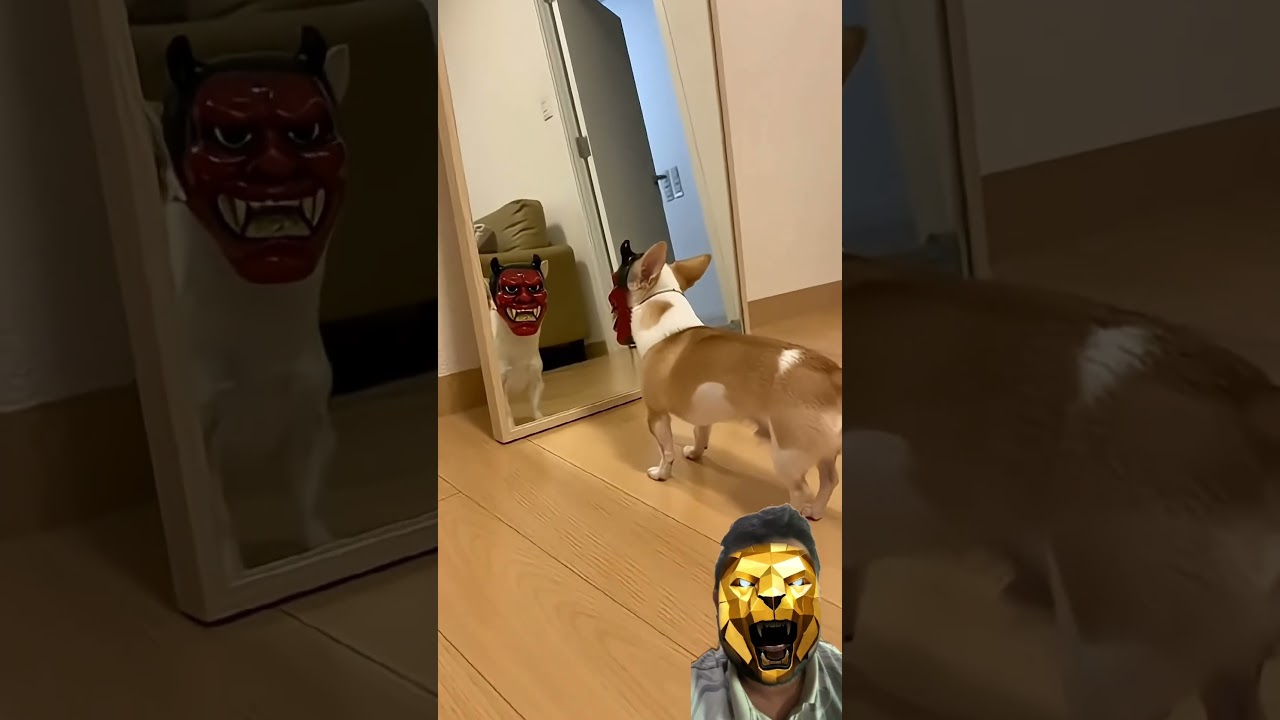 Dog funny dogg