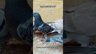 Middle Distance Raceing Homer Chiks My Home Breed.500 Km To 700 Km Flyer Easily..