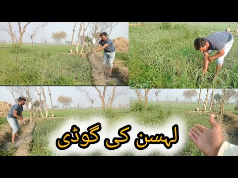 How to make garlic paste 😁 | Former Life | لہسن کی گوڈی کیسے کی جاتی ہے 🤷