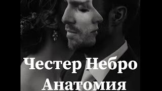 Честер Небро Анатомия 💓