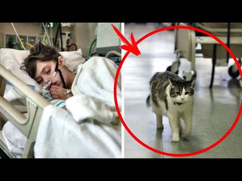 Video: Un Gatto Avventuroso Fuggì Dalla Sua Cassa E Corse Libero All'aeroporto Di JFK Per Una Settimana