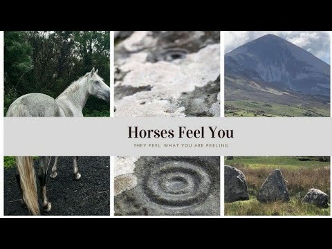 Horses Feel You