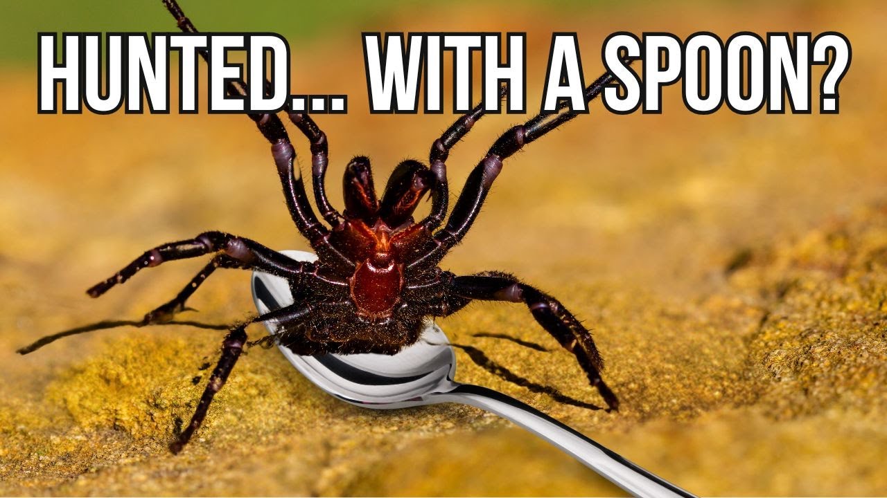 Australia's Bizarre Alliance With Its Deadliest Spider!