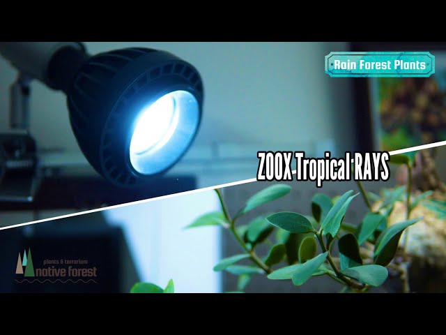 ZOOX Tropical RAYS” ２ヶ月使用してみた結果！ - YouTube