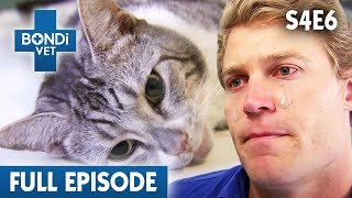 Bondi Vet In Tears Over Hit And Run Cat! 🐱 | Bondi Vet Season 4 Ep6 | Bondi Vet Full Episodes