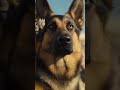 Incredible K9 Unit Dog Salutes at Military Parade! 🐾🎖️ #k9 #germanshepherd #armydog