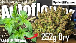 How I Grow -34- From Seed to 252g Harvest -Northern Lights Autoflower -Fastbuds- Spiderfarmer SF4000