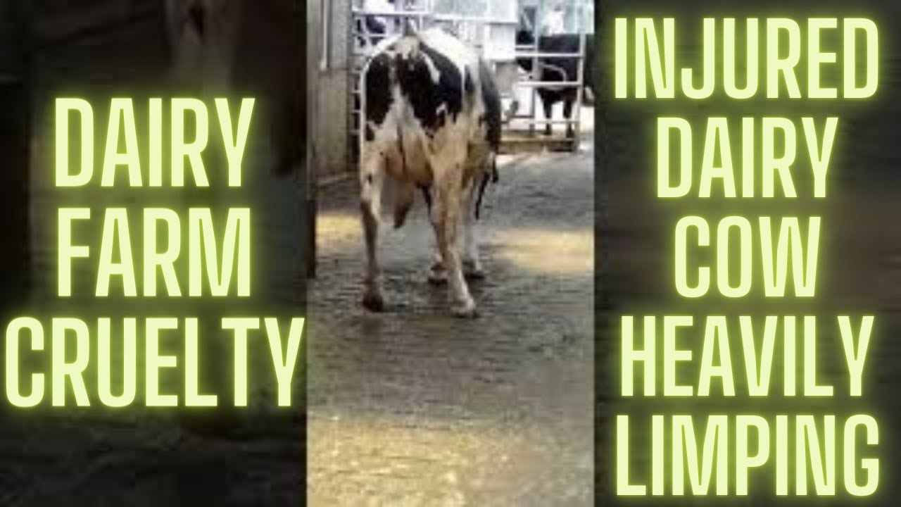 Injured Cow LIMPING Heavily (Dairy Farming Reality) 12 😢