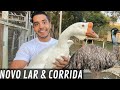 Emu Australiano Correndo Muito | Mudanças Para Novidades | Aves Recriar