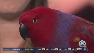 Palm Beach Zoo visits WPTV studios with Dolly the eclectus parrot screenshot 5