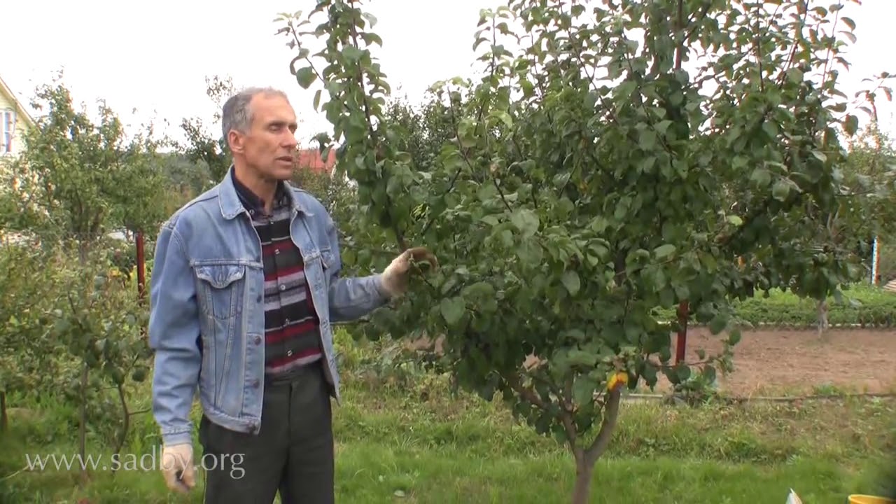 Осенний полив деревьев очень важен Уход за плодовыми деревьями осенью
