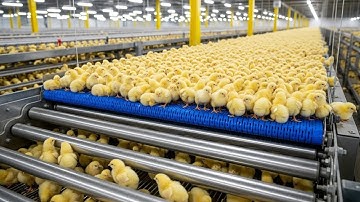 "Inside a Mega Chicken Factory - From Egg to Broiler (Full Process)
