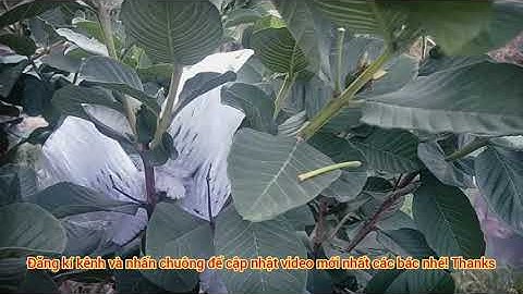 LÀM SAO ĐỂ ỔI RUBY KHÔNG RỤNG TRÁI NON