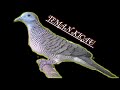 Audio Pikat Perkutut Di Jamin Perkutut Lain Bakalan Nyaut Mp3 - Mp4 Download