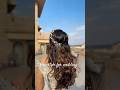 Wedding hairstyle in open hair #pchairstation #hairstyle #weddinghair