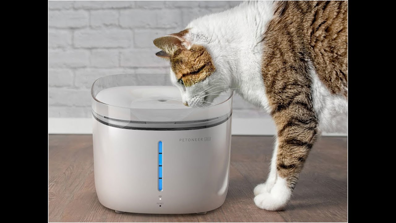 Eecoo Fontaine à Eau Pour Chat Chien Distributeur Eau Pour